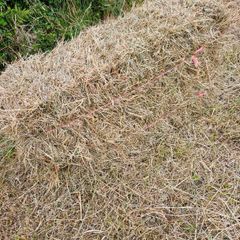 Organic Hay