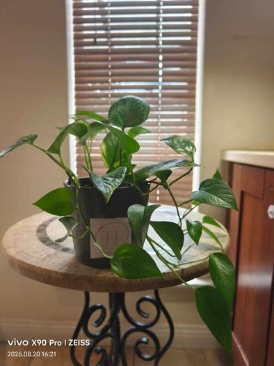 hanging plant