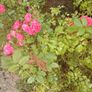 Rose bush Image 2