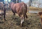 Pbr limousine bulls