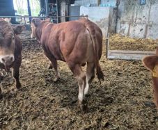 Pbr limousine bulls