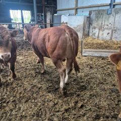Pbr limousine bulls