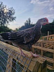FREE to good home