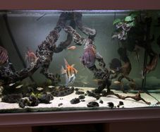 South American aquarium