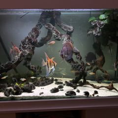 South American aquarium