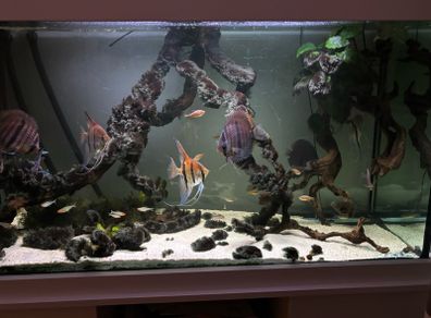 South American aquarium