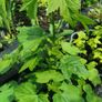 Red and black Currant plants from cuttings rooted Image 6