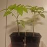 tomato plant Image 2