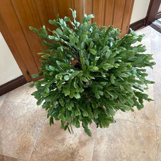 Queens tears plant , mature thanksgiving cactus.