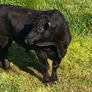 Angus bull Image 4