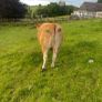 Limousin Cow Image 4