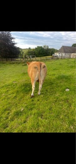 Limousin Cow