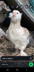 Salmon faveralles bantam rooster