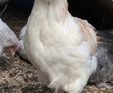 Salmon faveralles bantam rooster
