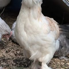 Salmon faveralles bantam rooster
