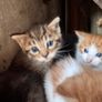 Kittens Image 6