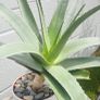large aloe vera Image 3