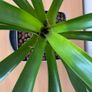 Red bromeliad Image 2