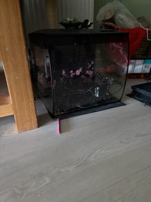 fish tank with filter and light
