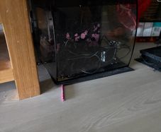 fish tank with filter and light