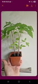Tomato Plants