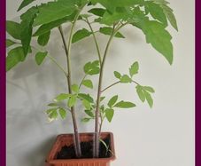 Tomato Plants