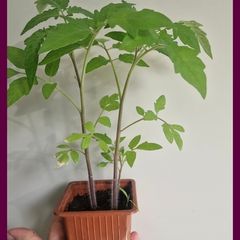 Tomato Plants