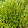 Herbs, Fruit Bushes, Tomato Plants Image 4