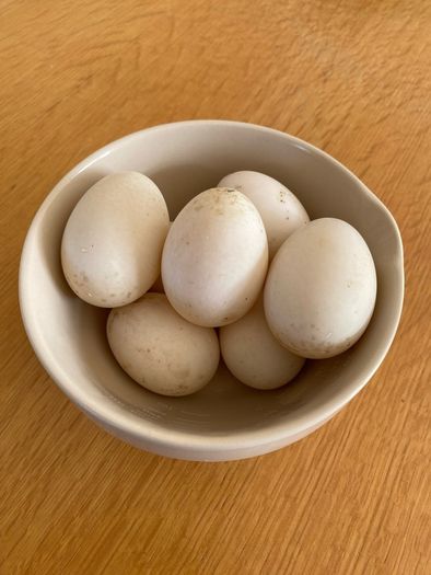 Free Range Duck Eggs for sale.