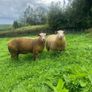 Pedigree Charollais ram lambs Image 3