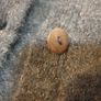 Des Petits Hauts Cardigan Size Small Image 8