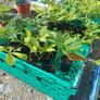 Horse chestnut tree seedlings Image 3