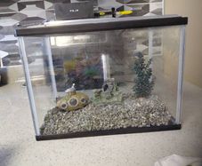 fish tank