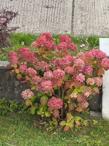 Hydrangea