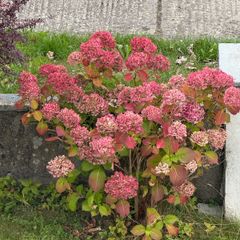 Hydrangea