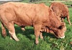 Easy Calving  Pbr Limousin  Bull By Eby