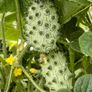 (K) Kiwano Horned Melon seeds 0.3g (608645) Image 2