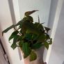 houseplant Philodendron Micans Image 6