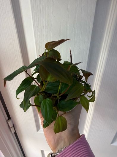 houseplant Philodendron Micans