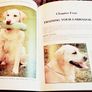 1994. Pet Owners Guide To The Labrador Retriever. Image 4