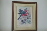 Framed Print of Two Birds