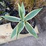 Agave americana Variegata (Variegated Century Plant) Image 4