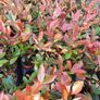 Red Robin Hedging Plants Image 2