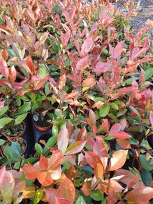 Red Robin Hedging Plants