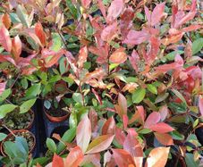 Red Robin Hedging Plants