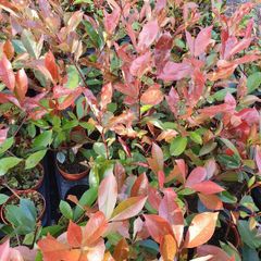 Red Robin Hedging Plants