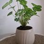home plant Image 2