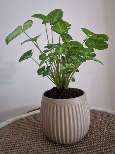 home plant