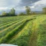 Haylage/hay/straw Image 2