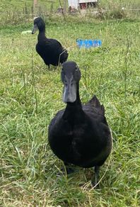 Pb Cayuga breeding pair